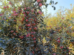 苹果挂枝头